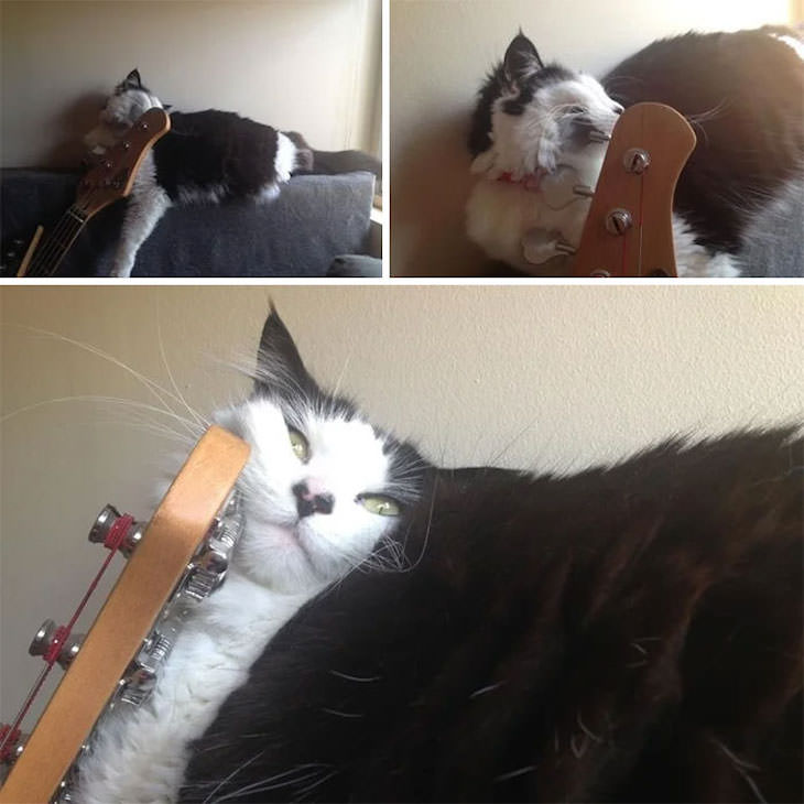 Gatos Durmiendo En Lugares Equivocados Gato en una guitarra