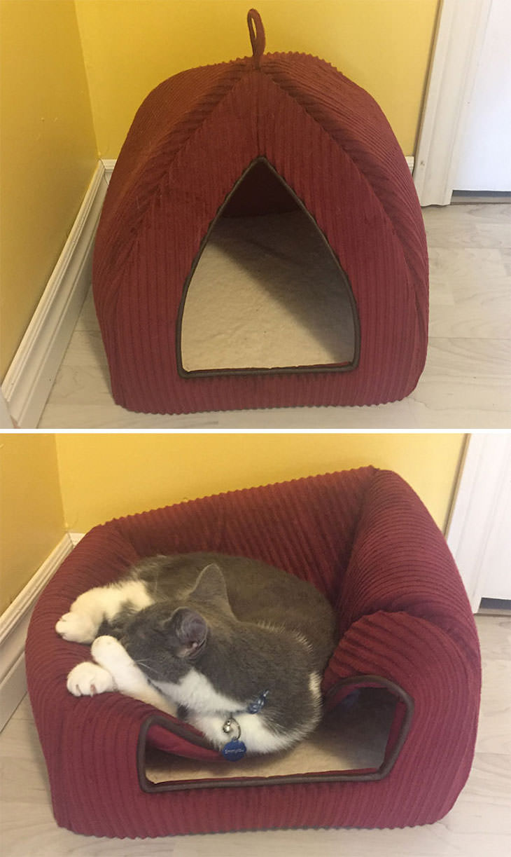 Gatos Durmiendo En Lugares Equivocados Gato aplastando su cama