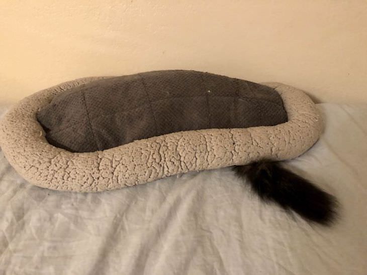 Gatos Durmiendo En Lugares Equivocados Gato debajo de su cama