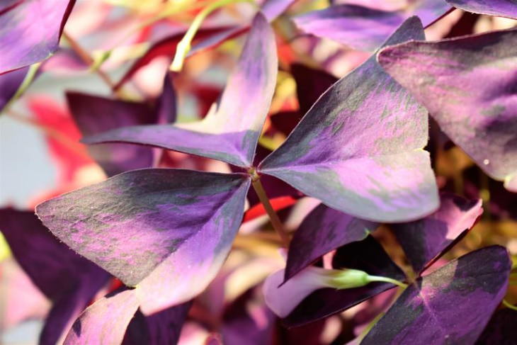 Plantas Ideales Para Espacios Pequeños Trébol púrpura (Oxalis)