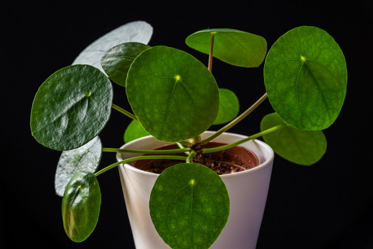 Plantas Ideales Para Espacios Pequeños Planta china del dinero (Pilea peperomioides)