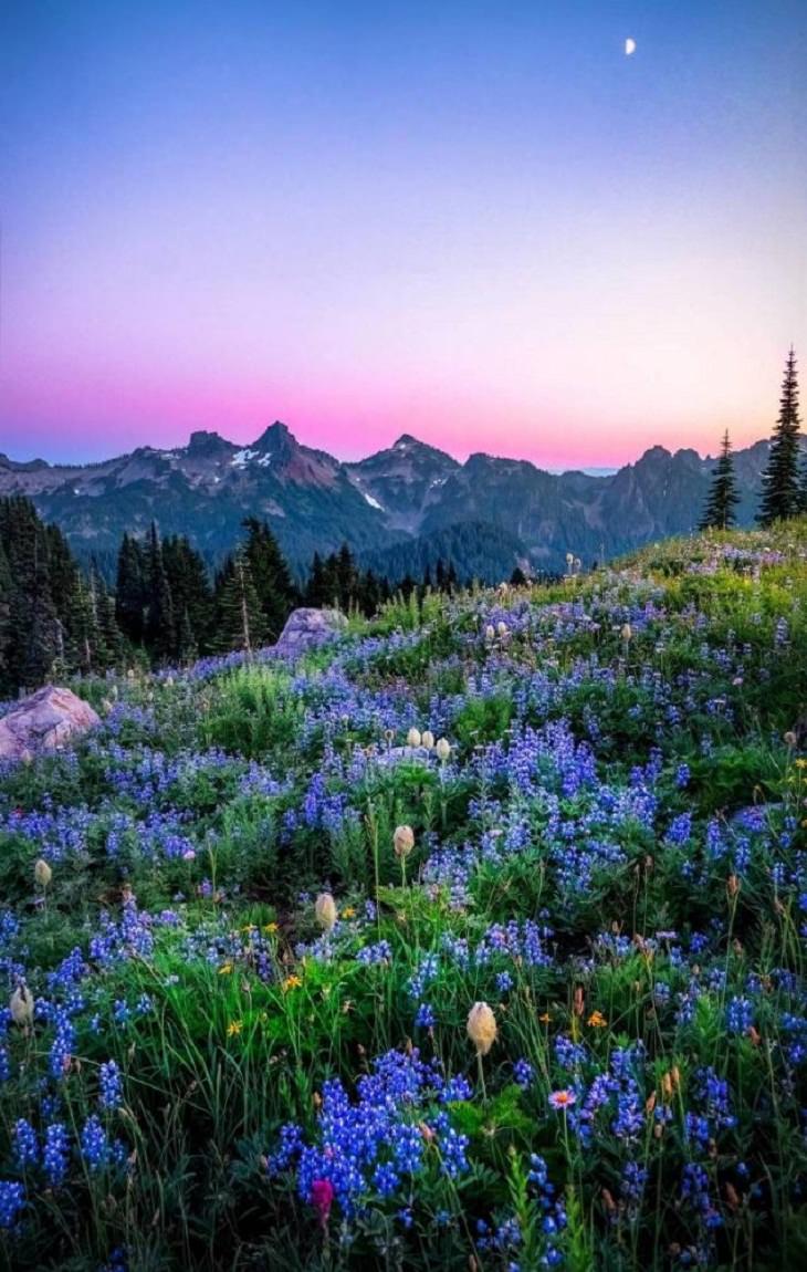 Belleza De La Naturaleza Parque Nacional Mount Rainier en los Estados Unidos
