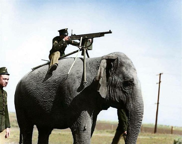 Fotos Extrañas a Color Un cabo estadounidense apunta un Colt M1895 instalado en un elefante en una imagen puramente propagandística, 1914