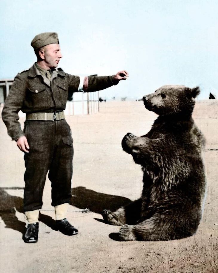 Fotos Extrañas a Color Wojtek (1942-1963) fue un oso pardo comprado en una estación de ferrocarril por soldados del Cuerpo Polaco 