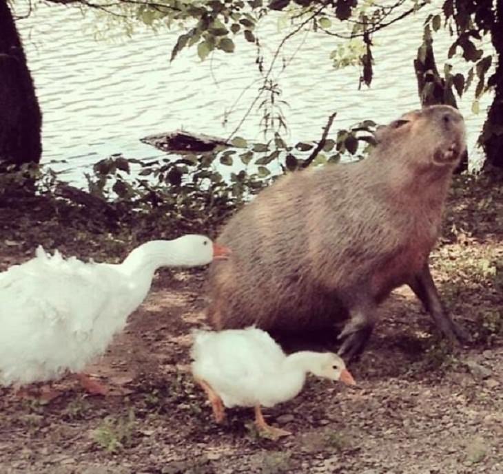 8. Un capibara mordido por un ganso. ¿Habías visto algo como esto antes?
