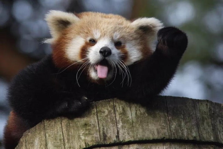 15 Lindos Animales Panda Rojo