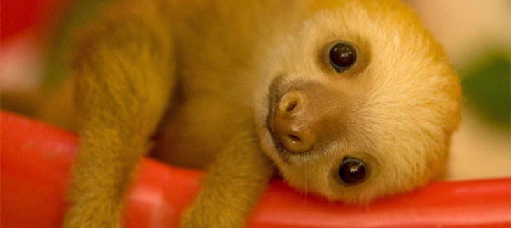 15 Animales Lindos Bebé Perezoso