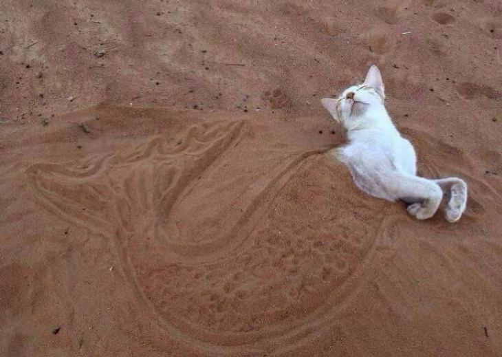 15 Animales Lindos Gata en la arena
