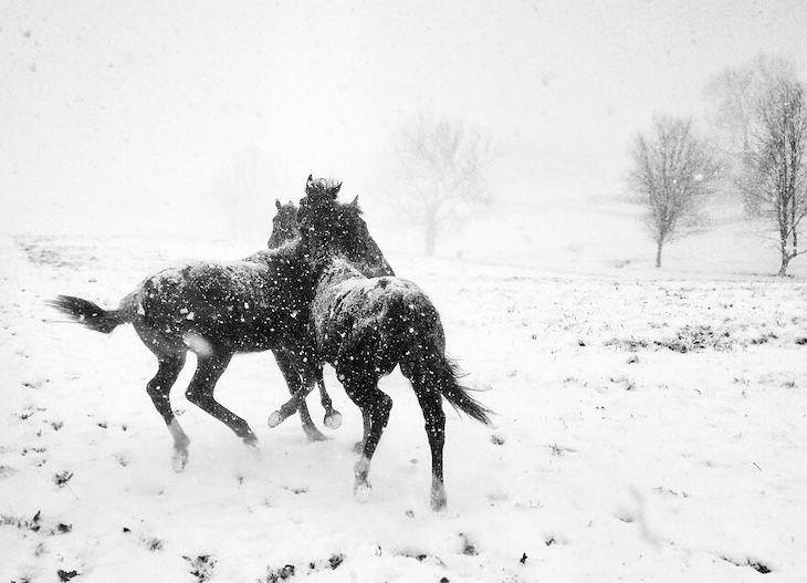 Fotos Ganadoras Mobile Photography Awards Blanco y negro, 1er lugar: Horse Play por Alessandra Manzotti