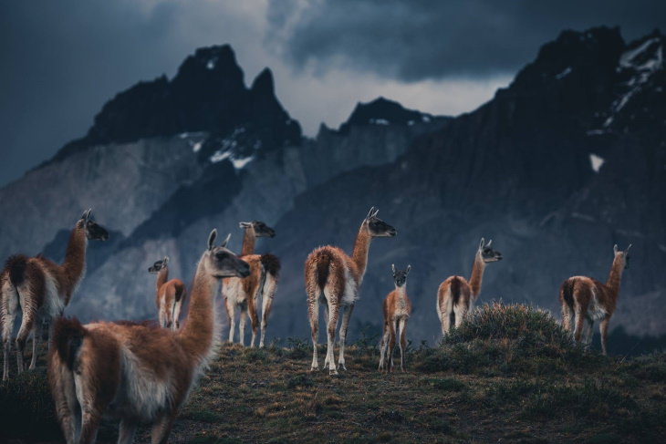 Fotos De La Vida Natural De La Patagonia un grupo de guanacos