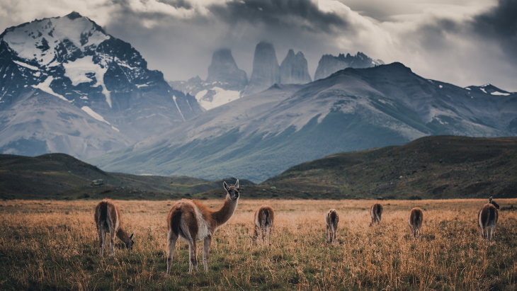 Fotos De La Vida Natural De La Patagonia Guanacos pastando