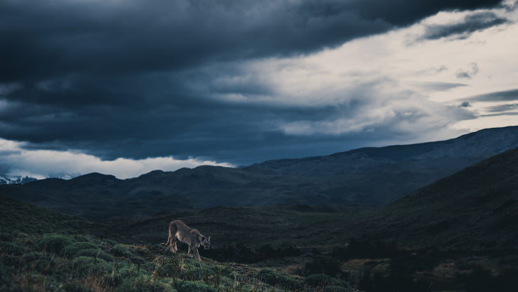 Fotos De La Vida Natural De La Patagonia lince caminando en la montaña
