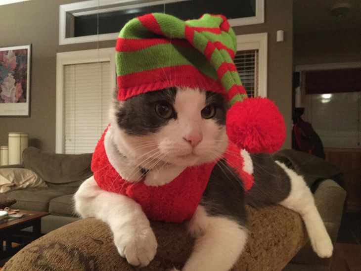 Animales Usando Sombreros Gato con gorro de navidad
