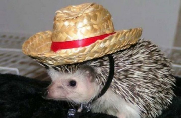 Animales Usando Sombreros Erizo con sombrero de paja