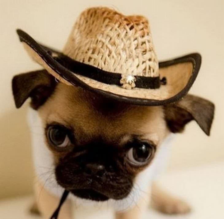 Animales Usando Sombreros Perro pug con sombrero de vaquero