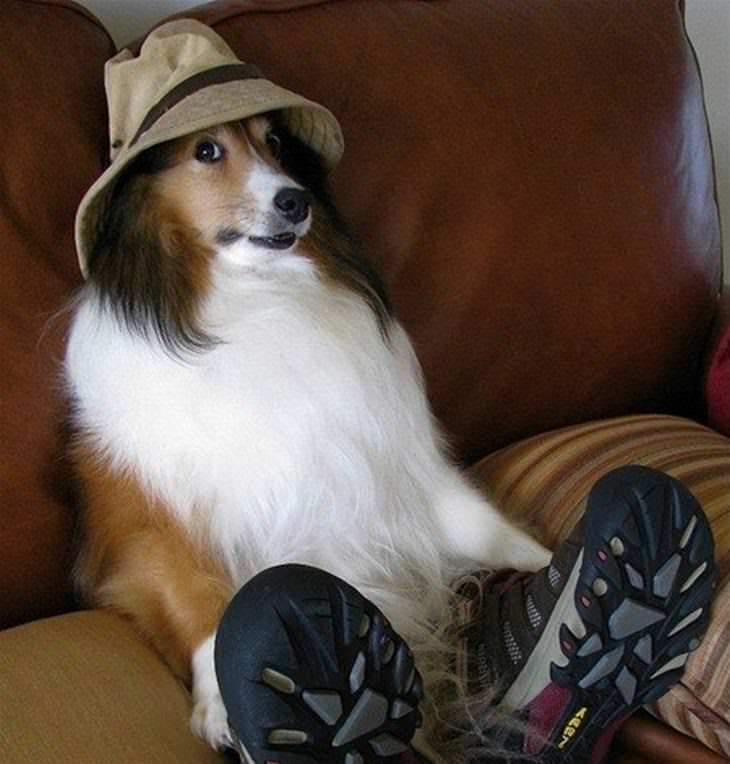 Animales Usando Sombreros Perro con gorro de pesca