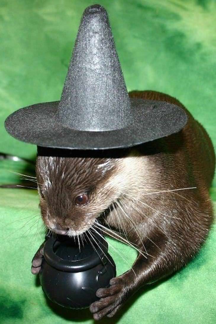 Animales Usando Sombreros Nutria con sombrero de mago