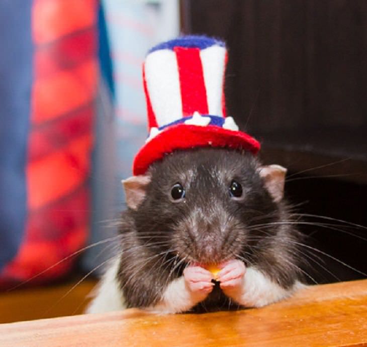 Animales Usando Sombreros Rata con gorro de los Estados Unidos