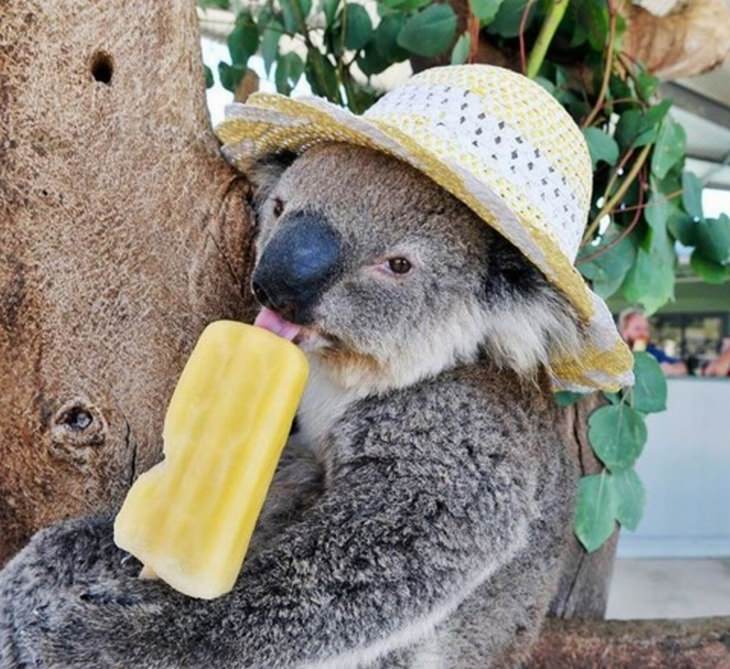 Animales Usando Sombreros Koala con sombrero comiendo helado