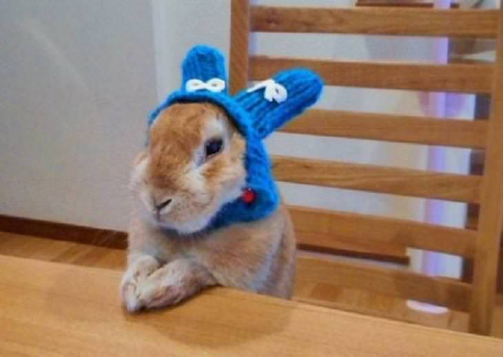 Animales Usando Sombreros Conejo con gorro tejido