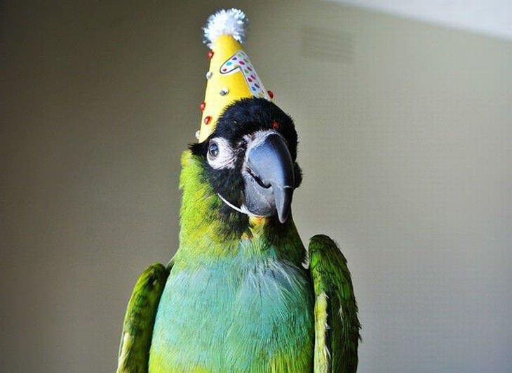 Animales Usando Sombreros Perico con gorro de cumpleaños