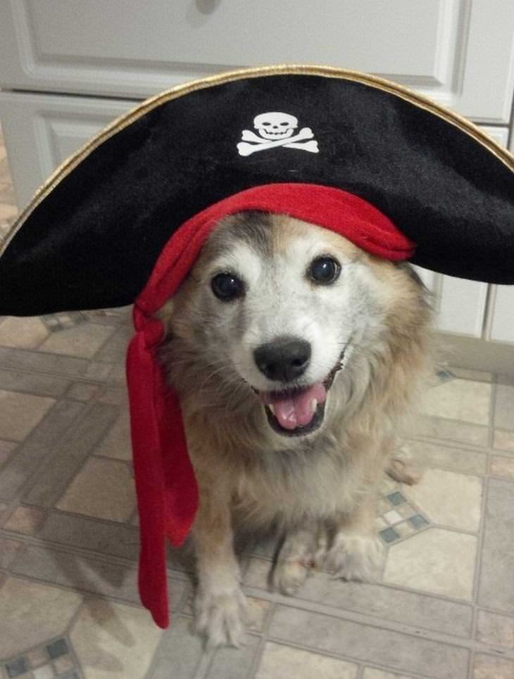 Animales Usando Sombreros Perro con sombrero de pirata