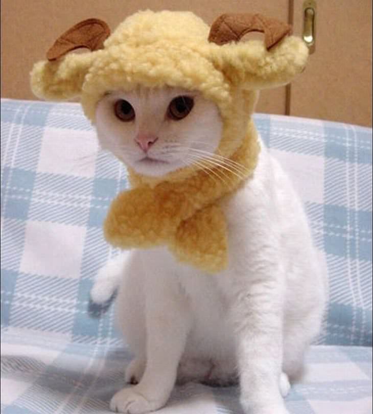 Animales Usando Sombreros Gato con gorro de cordero