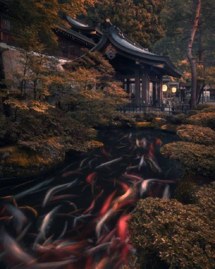 Imágenes De La Gloriosa Naturaleza Un estanque lleno de peces koi en Takayama, Japón