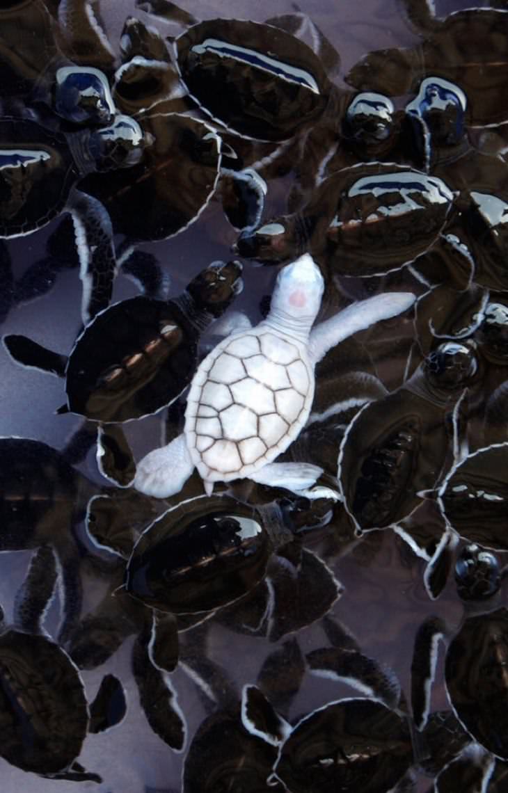 Animales Hermosos y Coloridos La tortuga marina albina