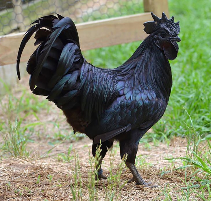 Animales Hermosos y Coloridos Gallo negro