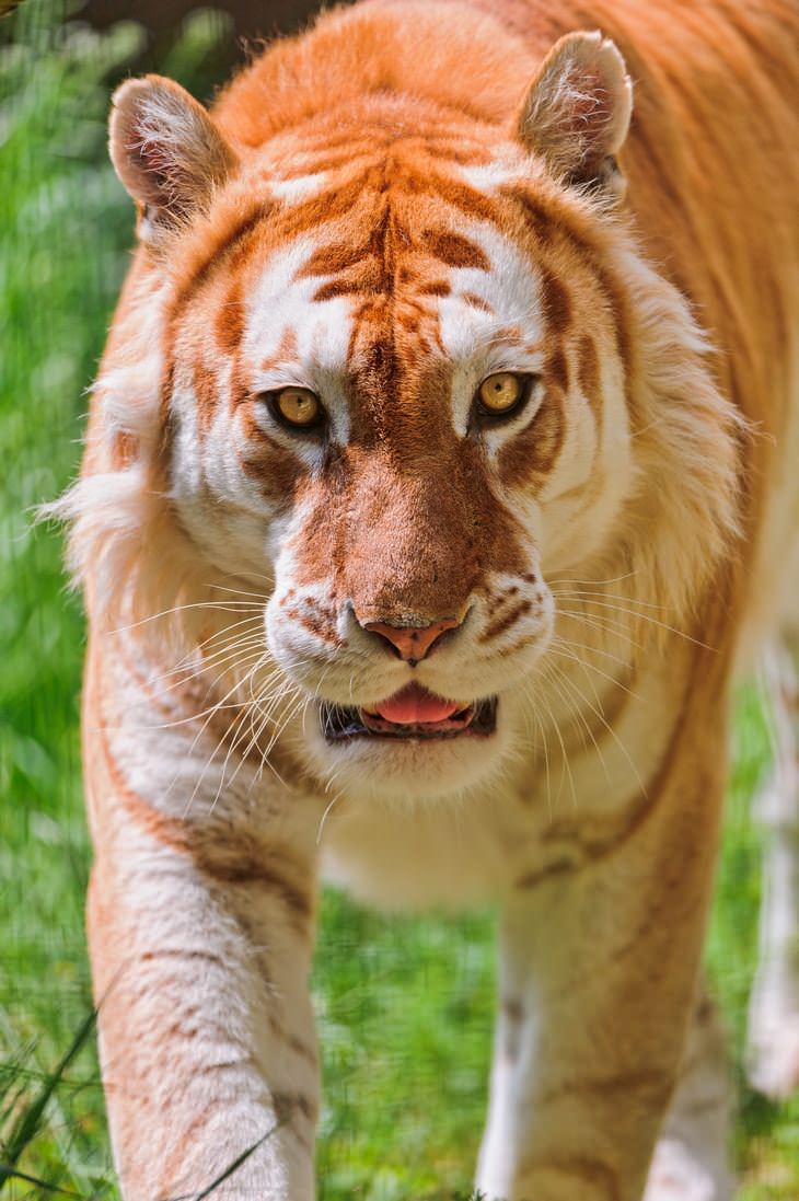 Animales Hermosos y Coloridos Tigre dorado