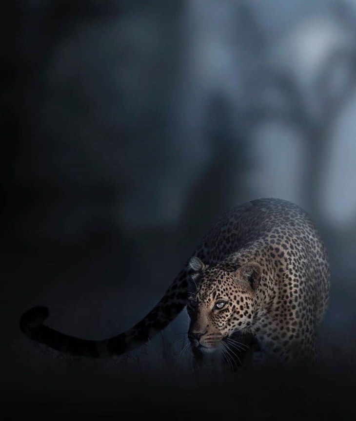 Leopardo en posición de caza