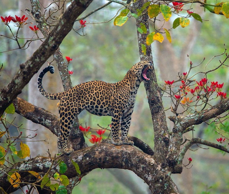 Leopardo bostezando