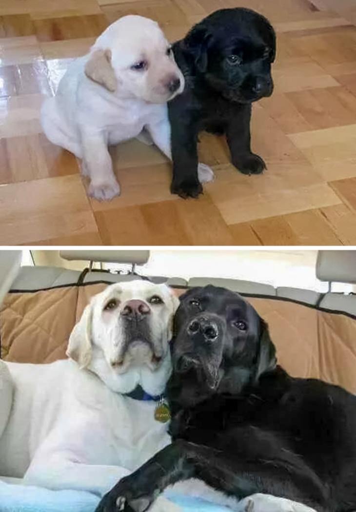 mascotas que crecieron juntas, labrador blanco y negro
