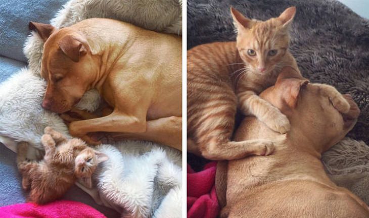 mascotas que crecieron juntas, gato y perro
