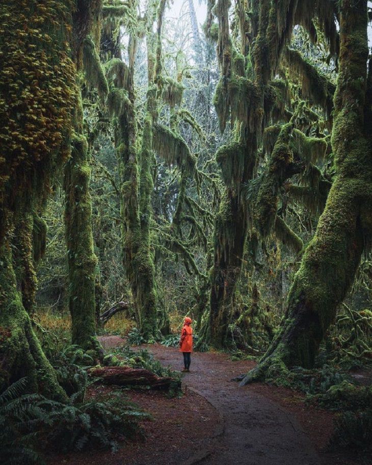 Fotos Que Parecen Sacadas De Cuentos De Hadas Estos bosques mágicos están escondidos en el Salón de los Musgos en el Parque Nacional Olympic, Washington, EE. UU.