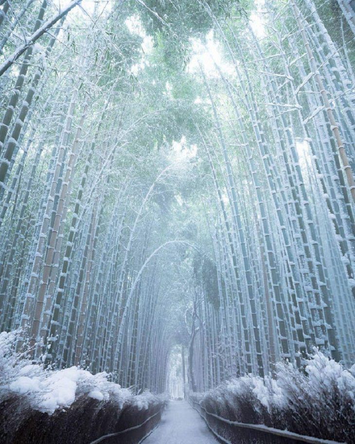 Fotos Que Parecen Sacadas De Cuentos De Hadas El bosque de bambú de Arashiyama en Kyoto, Japón, durante los inviernos.