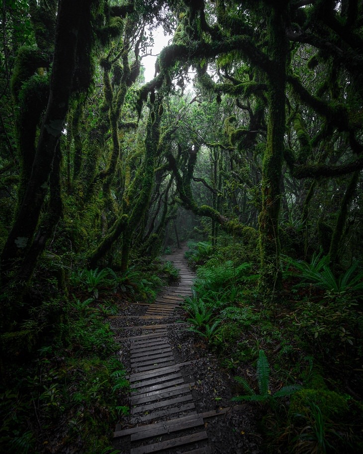 Fotos Que Parecen Sacadas De Cuentos De Hadas Dentro del bosque secreto de Goblin de Nueva Zelanda.