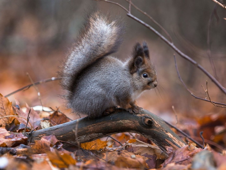 Fotos De Animales De Los Bosques De Finlandia ardilla en un tronco