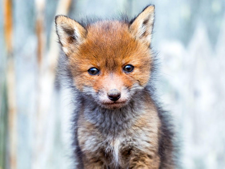 Fotos De Animales De Los Bosques De Finlandia zorro recién nacido