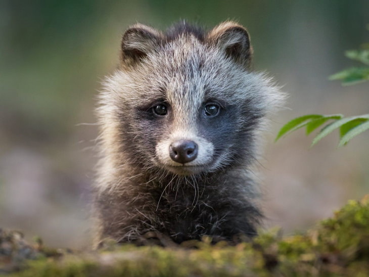 Fotos De Animales De Los Bosques De Finlandia mapache