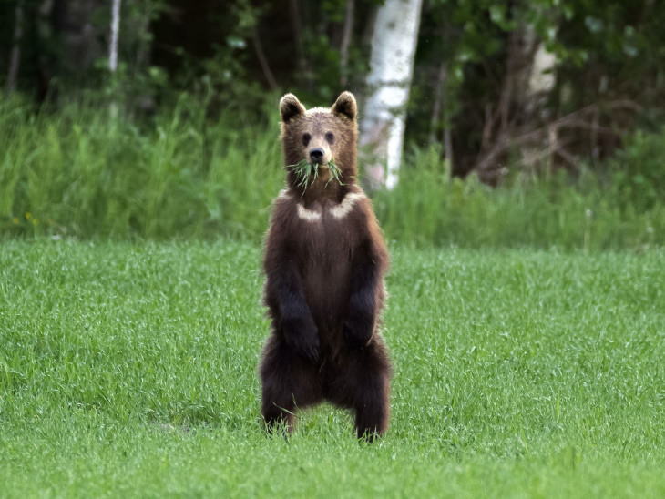 Fotos De Animales De Los Bosques De Finlandia oso de pie