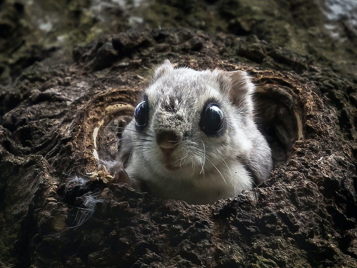 Fotos De Animales De Los Bosques De Finlandia ardilla