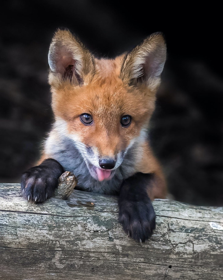 Fotos De Animales De Los Bosques De Finlandia zorro bebé posando