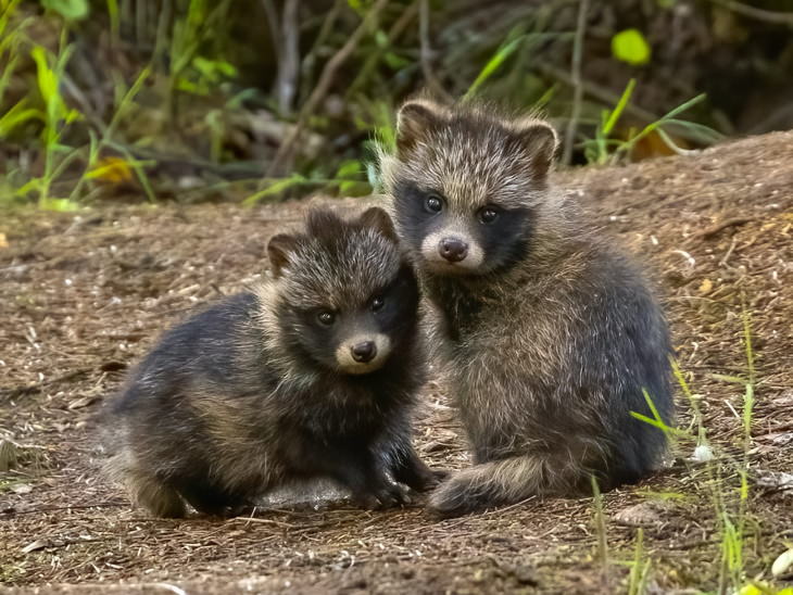 Fotos De Animales De Los Bosques De Finlandia zorrillos bebés