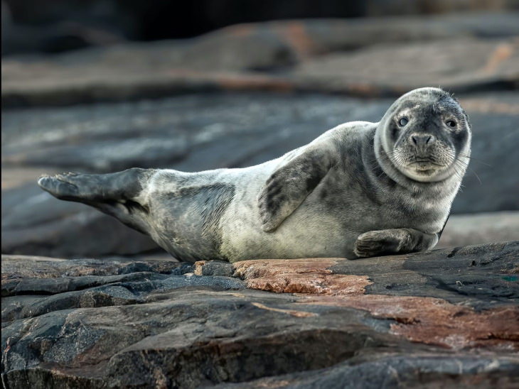 Fotos De Animales De Los Bosques De Finlandia foca acostada de lado