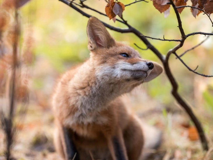 Fotos De Animales De Los Bosques De Finlandia zorro debajo de una rama