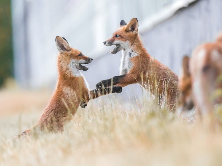 Fotos De Animales De Los Bosques De Finlandia zorros jugando