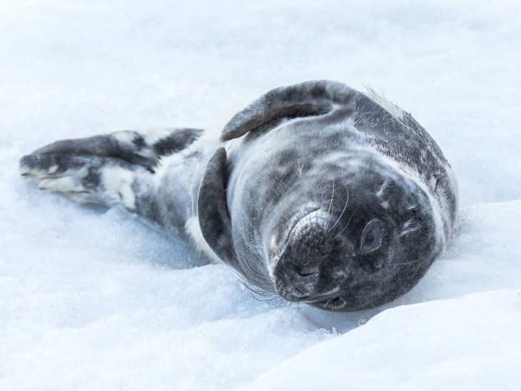 Fotos De Animales De Los Bosques De Finlandia foca en la nieve