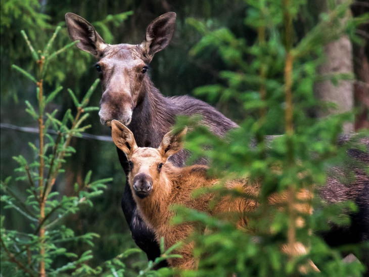 Fotos De Animales De Los Bosques De Finlandia alces